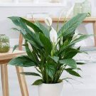 Houseplant ~ Spathyphyllium ~(1)6" Live Rooted Plant ~ Peace Lily ~ Air Purifier