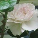 Rose Bush ~ Climbing ~ ICEBERG ~ (3) Unrooted Cuttings ~ Soft white Floribunda