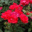 Rose Bush ~ Knock Out Red ~ (3) Unrooted Cuttings ~ Red Dwar