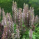 ACANTHUS MOLLIS - BEAR'S BREECH - (1) Sprouting LIVE Rooted Starter Plant