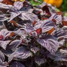 Herb -Gynura Divaricata PURPLE PASSION (1)Live Starter Plant -Medicinal Diabetes