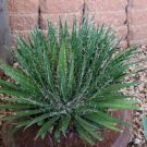 Succulent ~ Agave Filifera ~ WHITE THREAD ~ (1) 6-7” Wide RARE Plant