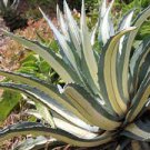 Succulent Agave Americana Mediopicta Alba (1) 2-3" wide Live Rare Century Plant