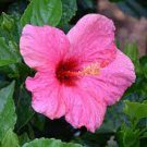 Hibiscus rosa-sinensis 'Cayman Wind'- Pink With Red Eyes - 8” Live Rooted Plant