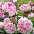 Paeonia lactiflora ~ PINK SARAH BERNHARDT PEONY~ (1) Sprouting Flower Root Bulb