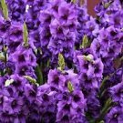 Gladiolus ~ PURPLE FLORA ~TALL DEEP VIOLET Large Flower Sword Lily 5-10-20 bulbs