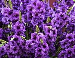 Gladiolus ~ PURPLE FLORA ~TALL DEEP VIOLET Large Flower Sword Lily 5-10-20 bulbs