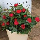 Rose Bush ~ PETITE MINIATURE KNOCKOUT RED ~ (1) 12" Live Plant fits 1G. Pot