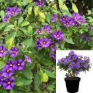 Solanum Lycianthes ~ Nightshade Royal Robe Purple - (1)8" Live Rooted Plant