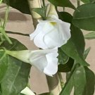 Dipladenia WHITE Mandeville (1) 14-20” Live Tropical Vine Plant Trumpet Flower