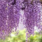 Purple Wisteria