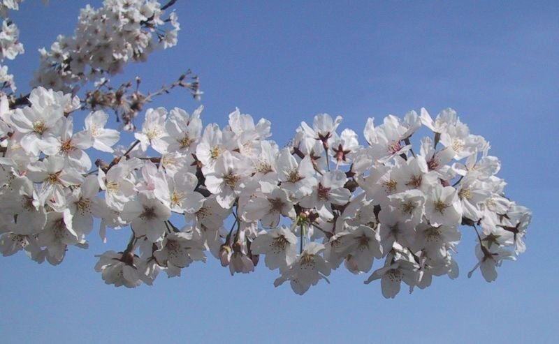 Yoshino Flowering Cherry Tree