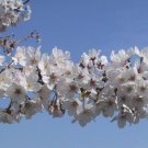 Yoshino Flowering Cherry Tree
