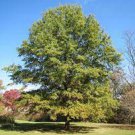 Willow Oak-(quercus phellos)