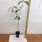 Pink Dogwood tree 8-12" tall 2 1/2" pot