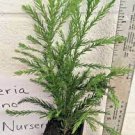CRYPTOMERIA YOSHINO Japanese Cedar qt pot
