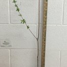 Japanese Dappled Nishiki Willow shrub/tree quart pot