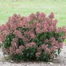 Little QUICK FIRE Hydrangea petite shrub