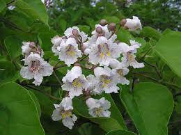 Catalpa tree qt. pot