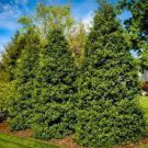 Greenleaf American Holly gallon pot