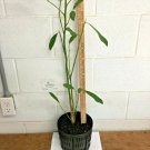 SWEETBAY MAGNOLIA gallon pot Laurel Magnolia, Swamp Magnolia
