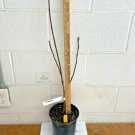 Jane Magnolia gallon pot shrub/tree