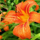 25 WILD DAYLILY fans/root systems