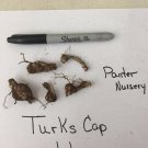 20 Turk's Cap Lily bulbs/roots