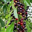 2 LIVE PLANTS WILD BLACK CHERRY TREES PRUNUS SEROTINA EDIBLE FRUIT