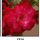 Adenium Obesum Grafted Plant "CF-14" Desert Rose Plant