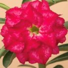Adenium Obesum Grafted Plant "TRIPLE FANTASY" Desert Rose Plant
