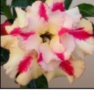 Adenium Obesum Grafted Plant "MRS. ROSE" Desert Rose Plant