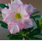 Adenium Obesum Grafted Plant "BLUSH" Desert Rose Plant