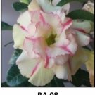 Adenium Obesum Grafted Plant "BA-08" Desert Rose Plant
