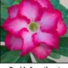 Adenium Obesum Grafted Plant "DOUBLE SWEETHEART" Desert Rose Plant