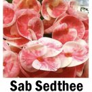 SAB SEDTHEE*Crown Of Thorns-Euphorbia Milii**CHRIST PLANT