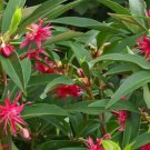 SCORPIO**Illicium Hybrid Anise-Tree Star Flower***USA SELLER