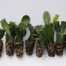 U PICK Any 8 Christmas Cactus/Schlumbergera TruncataPlants