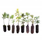 California Oak Special | Discounted Live Tree Seedlings | The Jonsteen Company