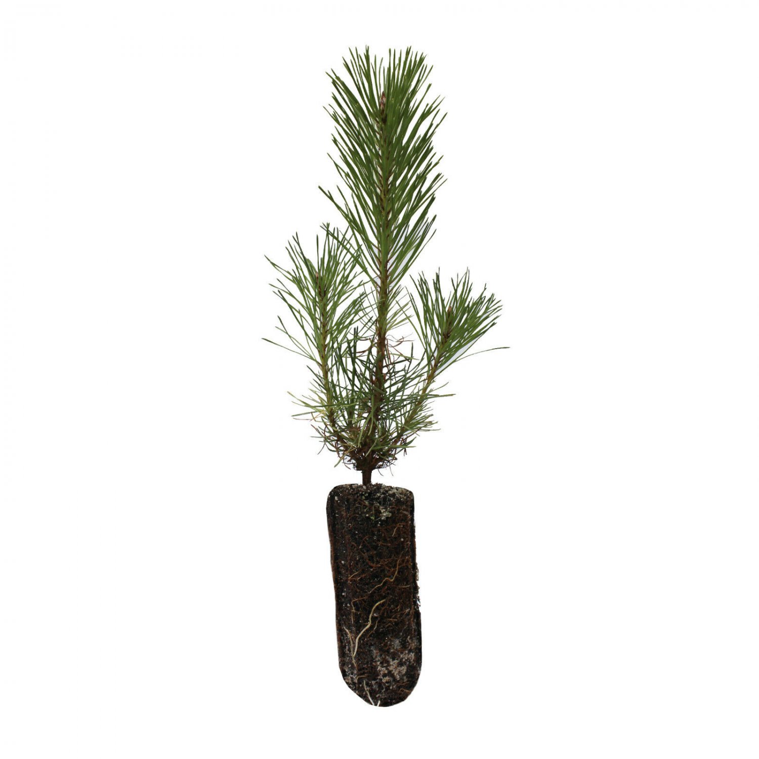 Shore Pine | Medium Tree Seedling | The Jonsteen Company