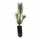 Shore Pine | Medium Tree Seedling | The Jonsteen Company