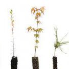 Bonsai Tree Bundle | Collection of 5 Live Tree Seedlings | The Jonsteen Company