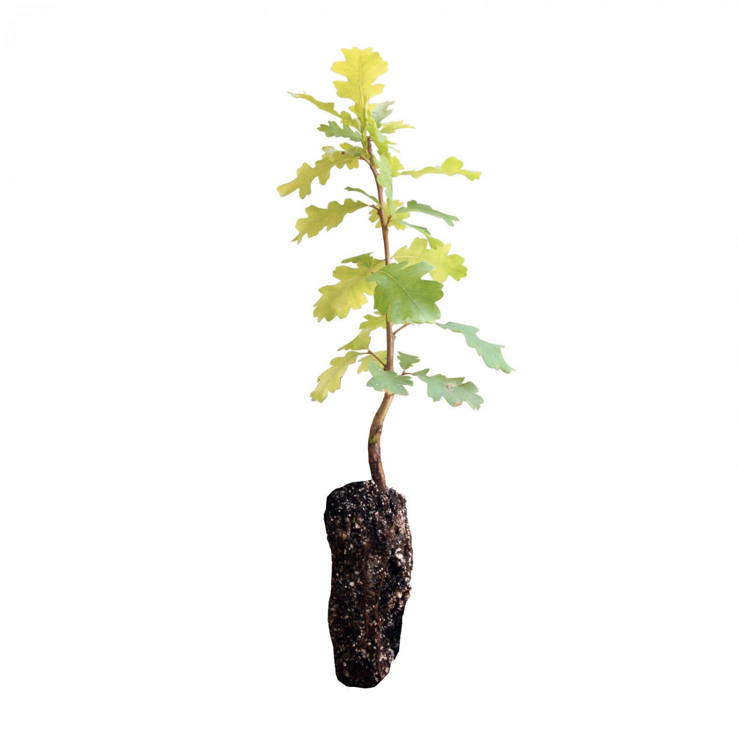 Valley Oak | Medium Tree Seedling | The Jonsteen Company