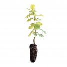 Valley Oak | Medium Tree Seedling | The Jonsteen Company