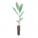 Sweetbay Magnolia | Medium Tree Seedling | The Jonsteen Company