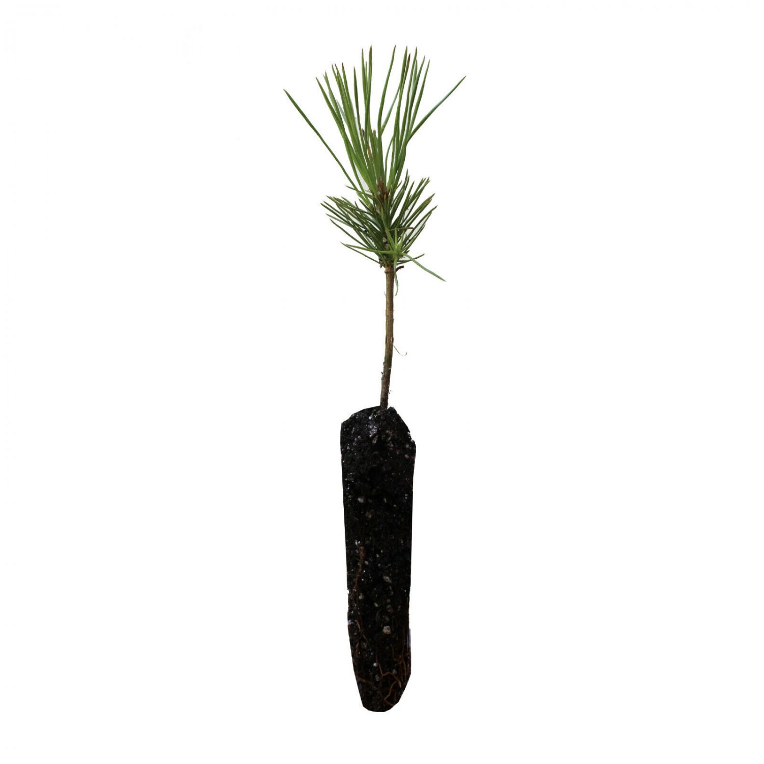 Jeffrey Pine | Small Tree Seedling | The Jonsteen Company