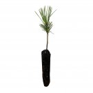Jeffrey Pine | Small Tree Seedling | The Jonsteen Company