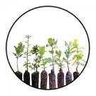 Oaks of California | Collection of 8 Live Tree Seedlings | The Jonsteen Company