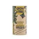 Ponderosa Pine | Tree Seed Grow Kit | The Jonsteen Company