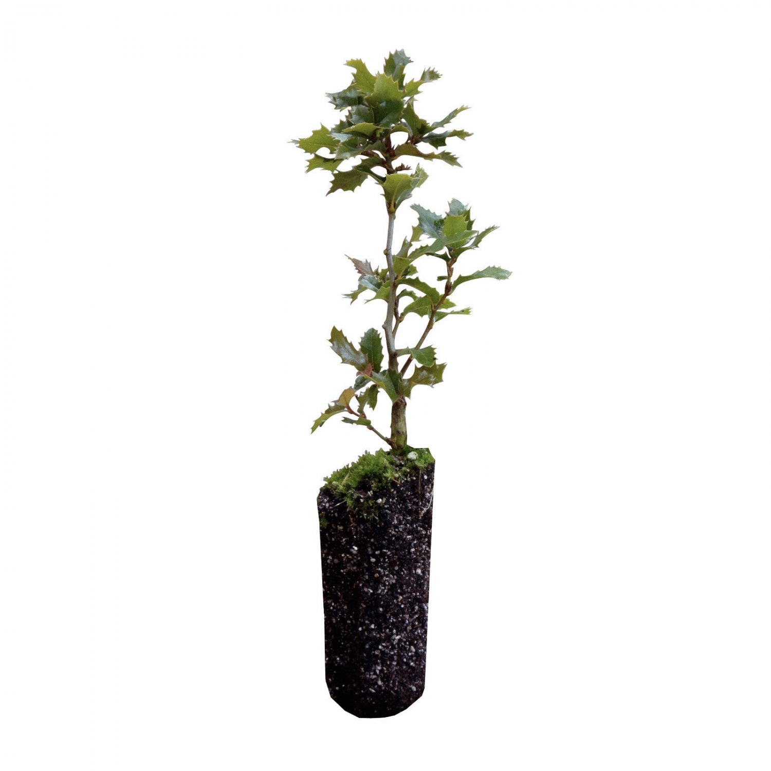 Canyon Live Oak | Medium Tree Seedling | The Jonsteen Company